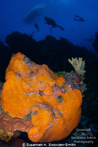 Divers explore "Orange Canyon", a dive site named for its... by Susannah H. Snowden-Smith 